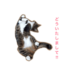 猫の花（個別スタンプ：3）