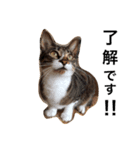 猫の花（個別スタンプ：4）