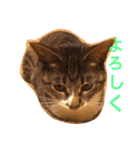 猫の花（個別スタンプ：7）