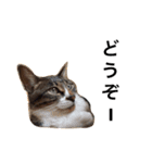 猫の花（個別スタンプ：11）