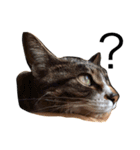 猫の花（個別スタンプ：13）