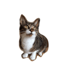 猫の花（個別スタンプ：14）