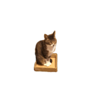 猫の花（個別スタンプ：15）