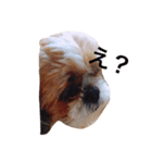 犬ぅと猫ぉ（個別スタンプ：1）