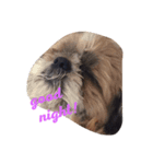 犬ぅと猫ぉ（個別スタンプ：2）