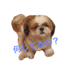 犬ぅと猫ぉ（個別スタンプ：3）