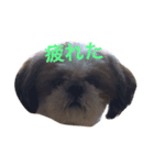 犬ぅと猫ぉ（個別スタンプ：4）
