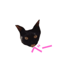 犬ぅと猫ぉ（個別スタンプ：5）