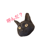 犬ぅと猫ぉ（個別スタンプ：6）