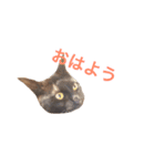 犬ぅと猫ぉ（個別スタンプ：8）