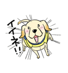 日本介助犬協会かわいいラブちゃんスタンプ（個別スタンプ：34）