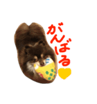 ポメラニアン ポッキー君 2（個別スタンプ：4）