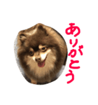 ポメラニアン ポッキー君 2（個別スタンプ：13）
