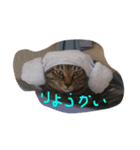 にゃん吉0105（個別スタンプ：4）