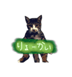 とらまる2（個別スタンプ：4）
