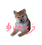 でこちゃんちの柴犬まる（個別スタンプ：1）