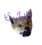 でこちゃんちの柴犬まる（個別スタンプ：3）