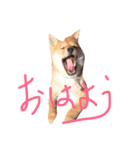 でこちゃんちの柴犬まる（個別スタンプ：4）