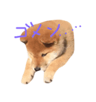 でこちゃんちの柴犬まる（個別スタンプ：5）