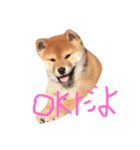 でこちゃんちの柴犬まる（個別スタンプ：6）
