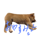 でこちゃんちの柴犬まる（個別スタンプ：7）
