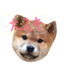 でこちゃんちの柴犬まる（個別スタンプ：8）