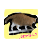 ちーび＆くぅぅ（個別スタンプ：1）
