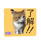 ちーび＆くぅぅ（個別スタンプ：16）