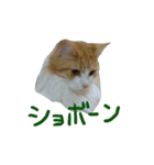気まぐれアリサ 1（個別スタンプ：5）