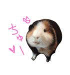 せおです。（個別スタンプ：5）