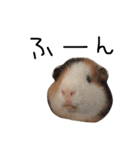 せおです。（個別スタンプ：11）