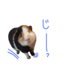 せおです。（個別スタンプ：12）