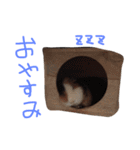 せおです。（個別スタンプ：23）