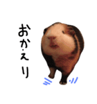 せおです。（個別スタンプ：31）