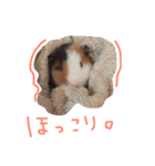 せおです。（個別スタンプ：34）