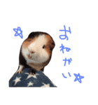 せおです。（個別スタンプ：39）