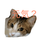うちの猫にゃ（個別スタンプ：1）
