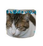 うちの猫にゃ（個別スタンプ：2）