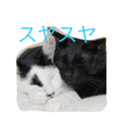 うちの猫にゃ（個別スタンプ：3）