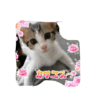 うちの猫にゃ（個別スタンプ：4）