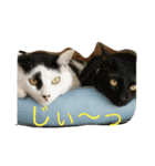 うちの猫にゃ（個別スタンプ：5）