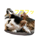 うちの猫にゃ（個別スタンプ：7）