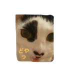 うちの猫にゃ（個別スタンプ：8）