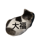 ひまなネコ（個別スタンプ：2）
