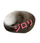 ひまなネコ（個別スタンプ：3）