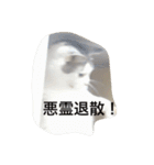ひまなネコ（個別スタンプ：9）