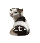 ひまなネコ（個別スタンプ：11）