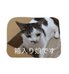 ひまなネコ（個別スタンプ：14）