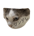 ひまなネコ（個別スタンプ：18）