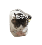 ひまなネコ（個別スタンプ：21）